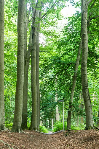 Bois de Beumont