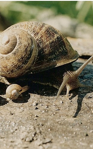 Ferme de la Vallée - Escargots de l'Ourchet