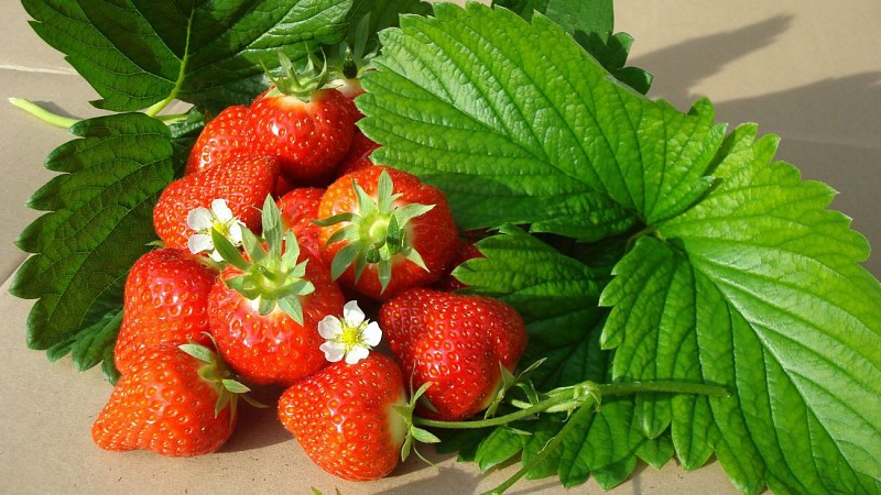 La Fraiseraie de Franière