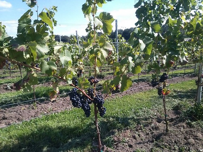 Domaine du Chapitre