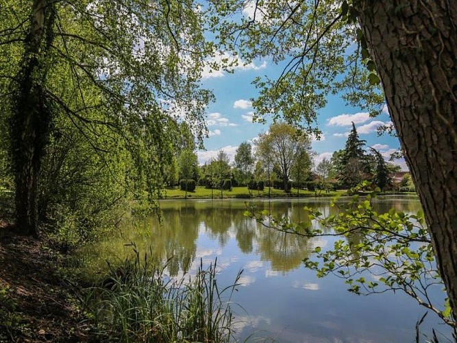 CH-Forest-View-Dorceau