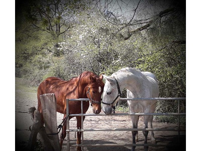 Ecuries du Sagittaire à Bretoncelles