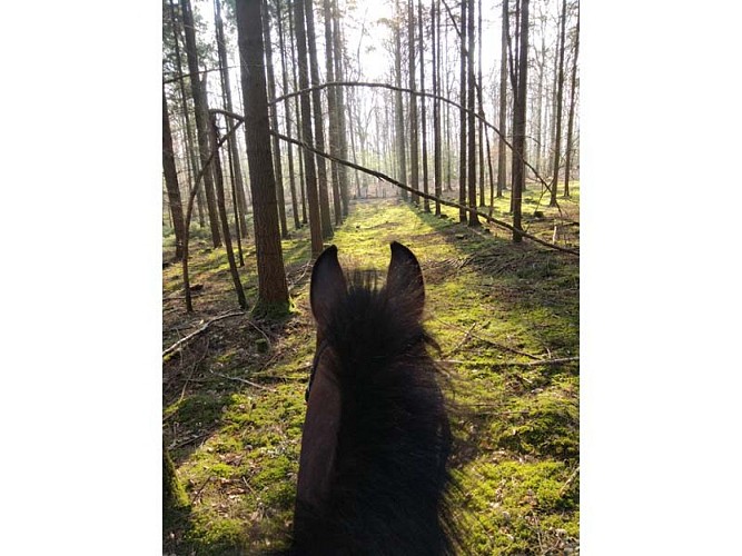 Ecuries du Sagittaire à Bretoncelles