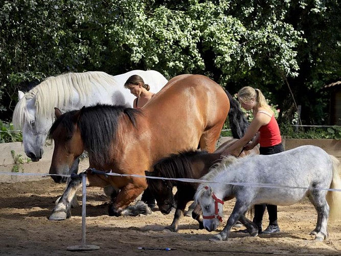 Ferme du cheval de trait - Juvigny sous Andaines