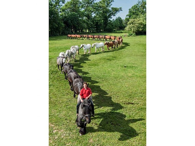 Ferme du cheval de trait - Juvigny sous Andaines