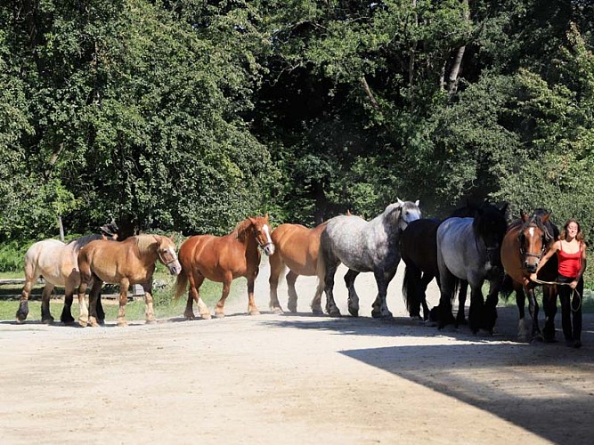 Ferme du cheval de trait - Juvigny sous Andaines
