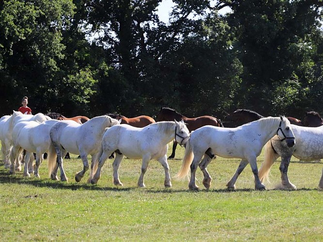 Ferme du cheval de trait - Juvigny sous Andaines