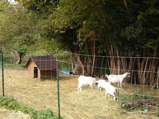 Poney-Club Les Petits Cavaliers et équitation sport nature