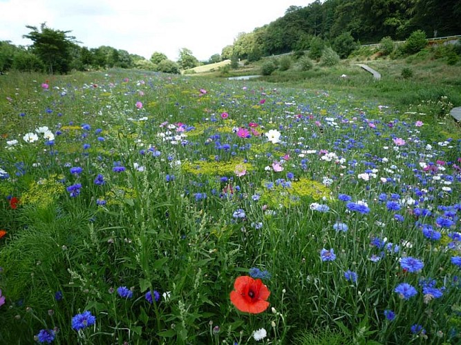 Etang de la queue d'Aronde et bois Charles Meunier