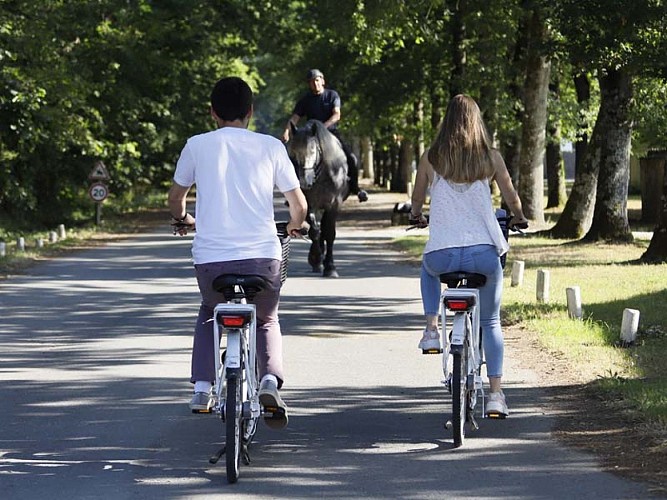 Location de vélos et golfette - Haras national du Pin