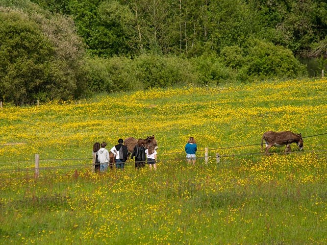 Domaine et manoir de Courboyer - Nocé