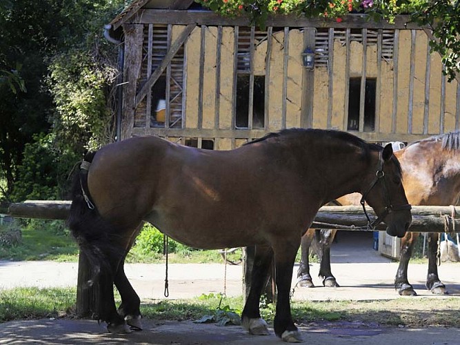 La Michaudière - Ferme du Cheval de Trait