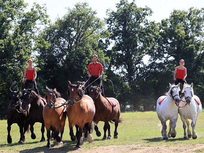 Ferme du cheval de trait - Juvigny sous Andaines