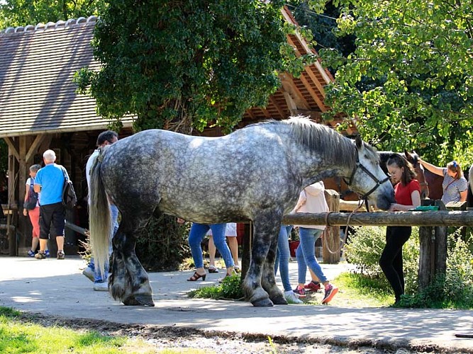 Ferme du cheval de trait - Juvigny sous Andaines