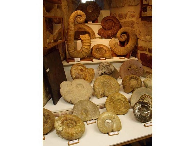 Musée minéraux et fossiles - Gacé