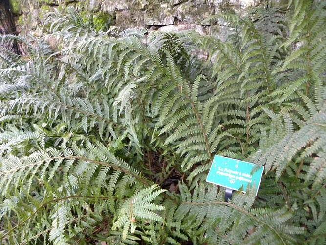 Jardin botanique