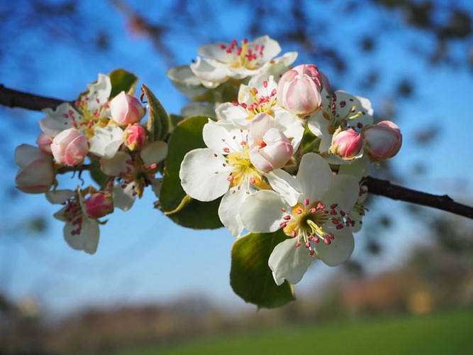 © Pacory-Ferme-Grimaux6