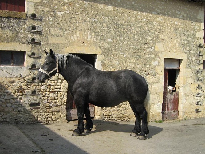 Elevage Percherons du Buat