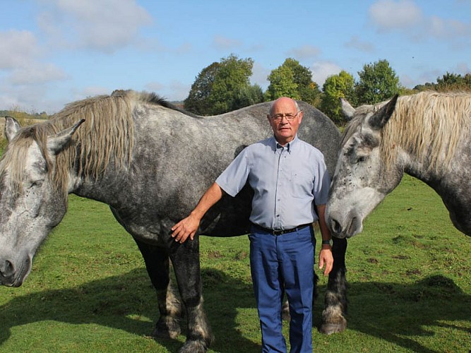 Elevage Percherons du Buat