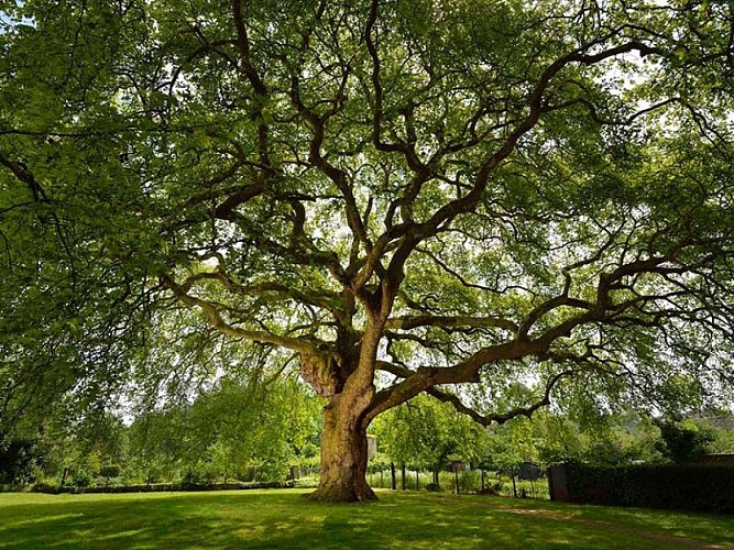 Platanes remarquables - L'Aigle