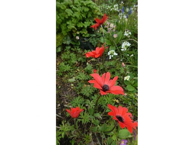 Jardin Bleuenn - La Ferté Macé