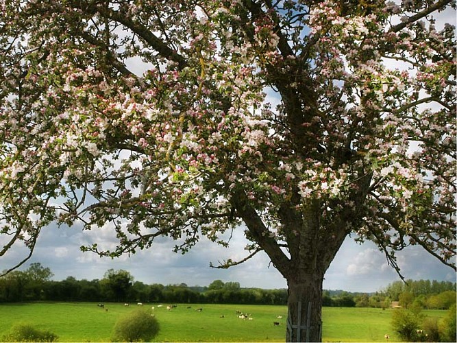 Domaine du Ruisseau - Boissy-Maugis