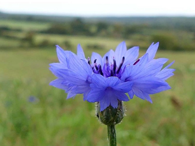 Jardins de la Licorne cphoto Anne Cussinet (1)
