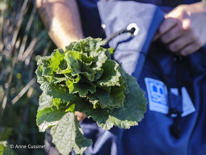 Jardins de la Licorne - Rémalard