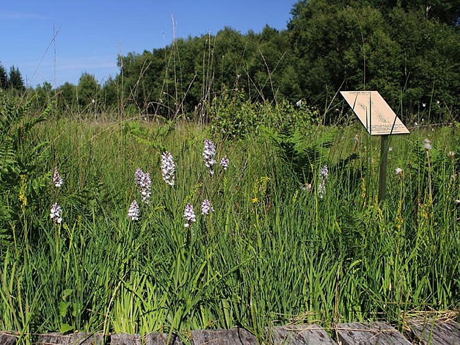 La Tourbière des Petits Riaux