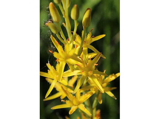 La Tourbière des Petits Riaux