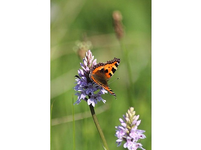 Le Coteau de la Butte