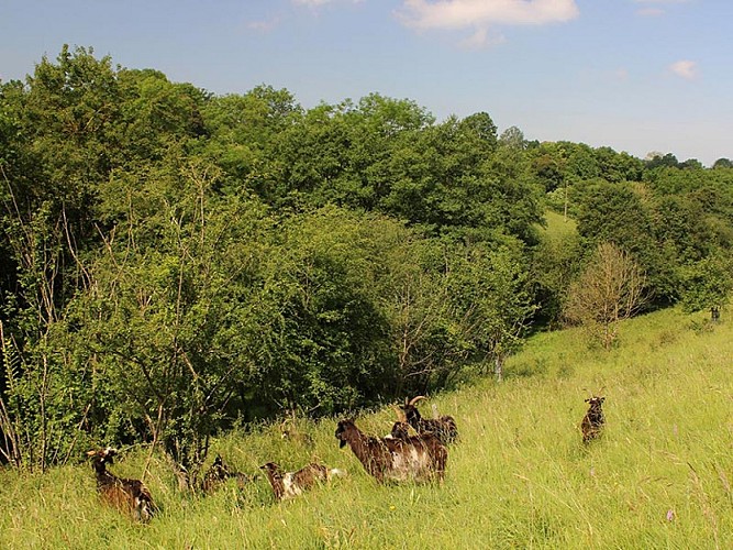 Le Coteau de la Butte