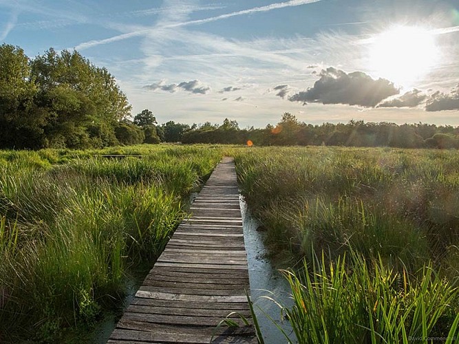 Marais du Grand Hazé