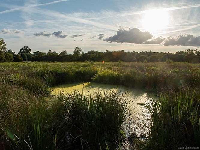 Le Marais du Grand-Hazé