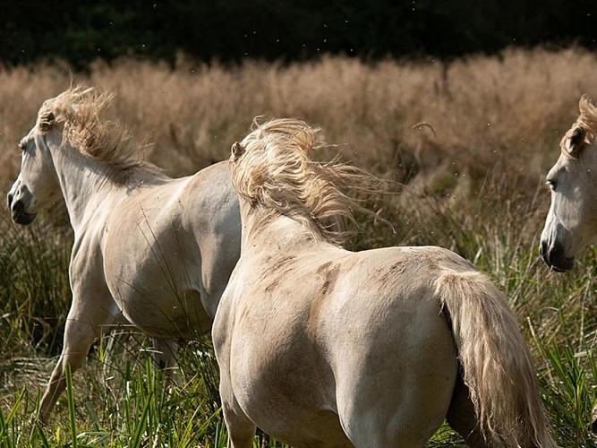 Marais du Grand Hazé