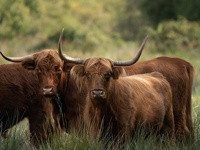 Le Marais du Grand-Hazé