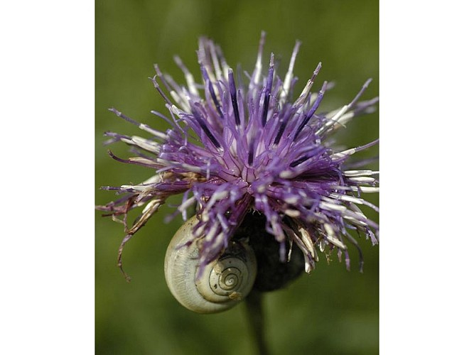 Le Coteau de la Bandonnière