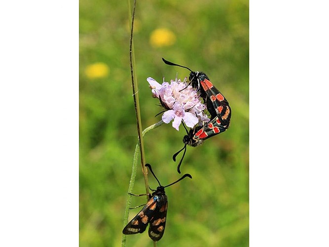 Le Coteau de la Bandonnière