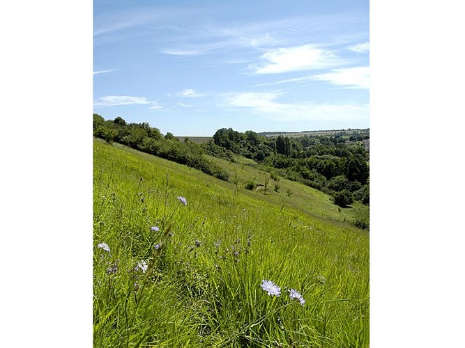 Le Coteau de la Bandonnière