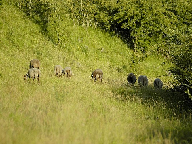 Le Coteau de la Bandonnière