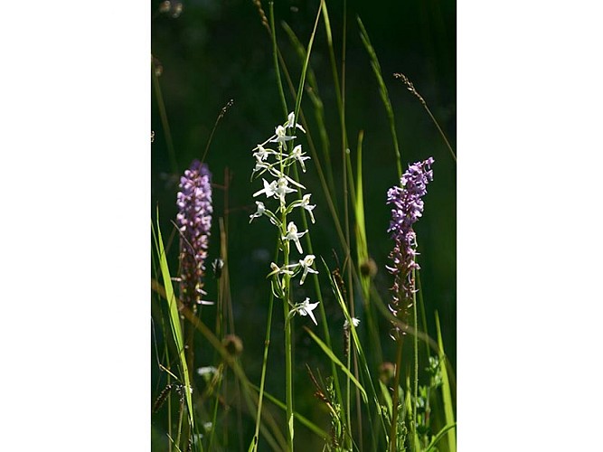 Le Coteau des Champs Genêts