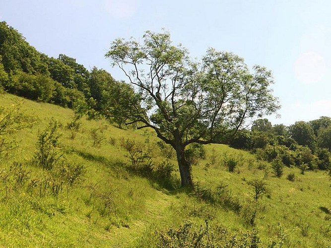 Le Coteau des Champs Genêts