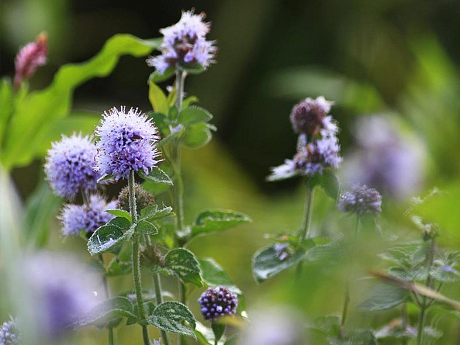 Les prairies de Campigny