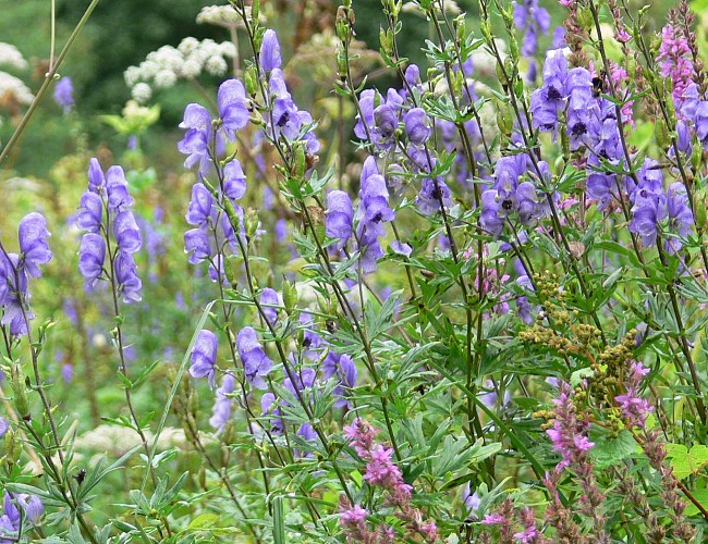 Les prairies de Campigny