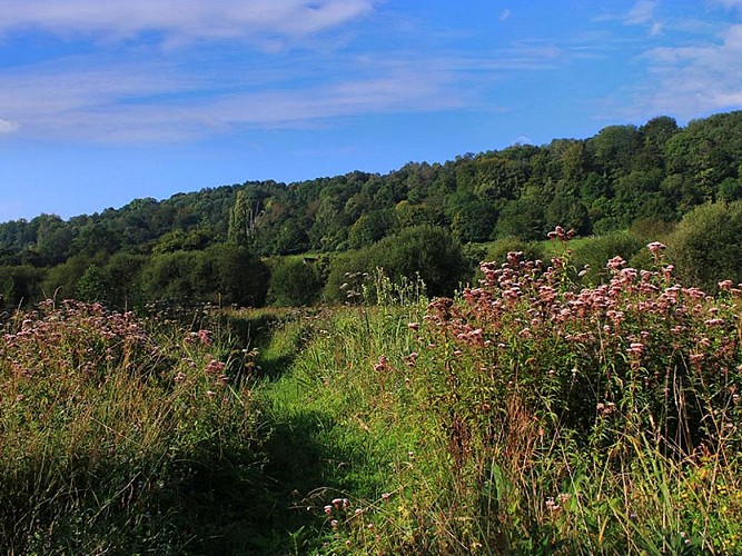 Les prairies de Campigny