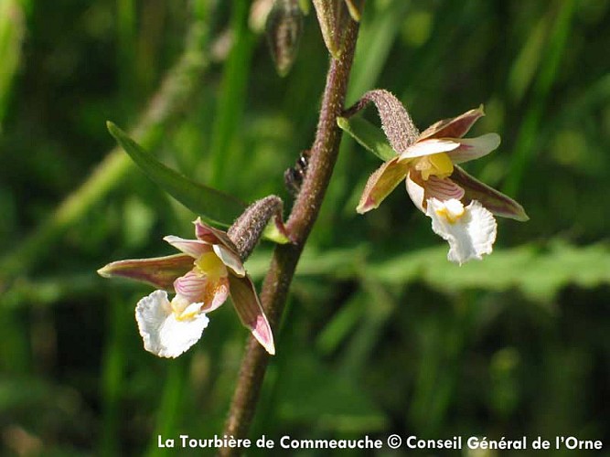 La Tourbière de la Commeauche