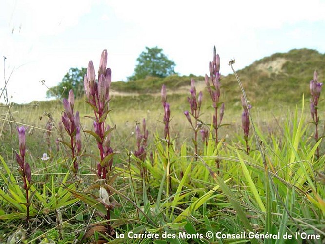 La Carrière des Monts