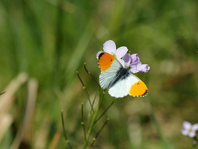 Les Méandres de l'Orne