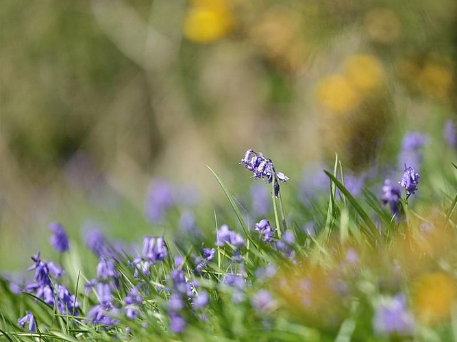 Les Méandres de l'Orne