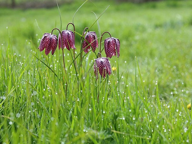 Les méandres de l'Orne